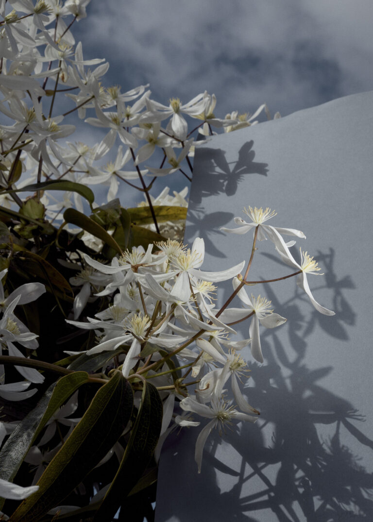 Flowers by Lorenzo Berni Photographer personal work